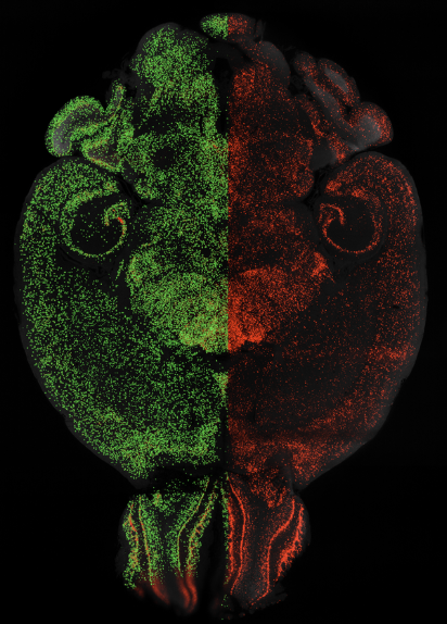 Example ArgiNLS labeling in mouse brain tissue